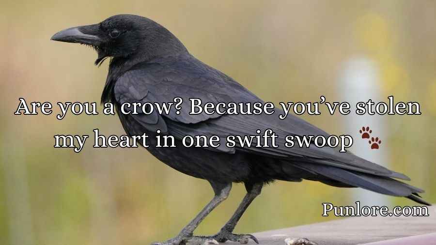 Crow Pickup Lines