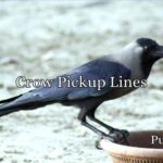 Crow Pickup Lines
