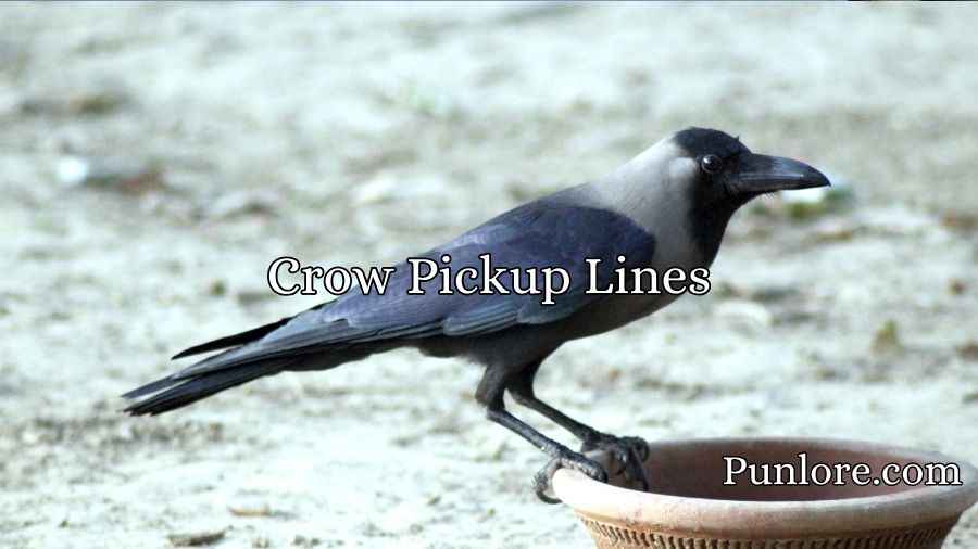 Crow Pickup Lines