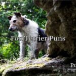 Fox Terrier Puns