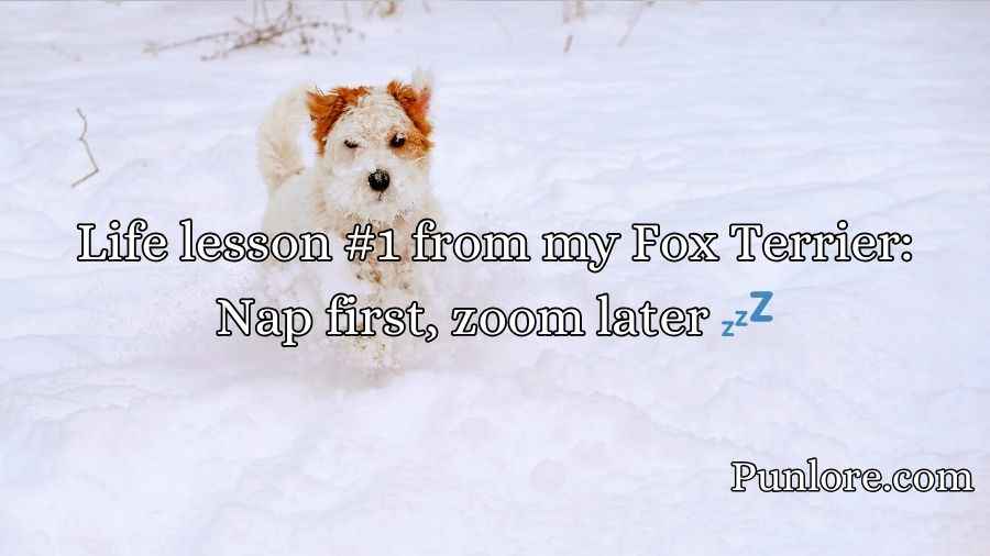 Fox Terrier Puns