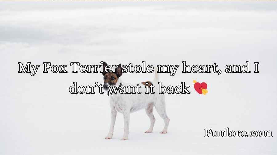 Fox Terrier Puns
