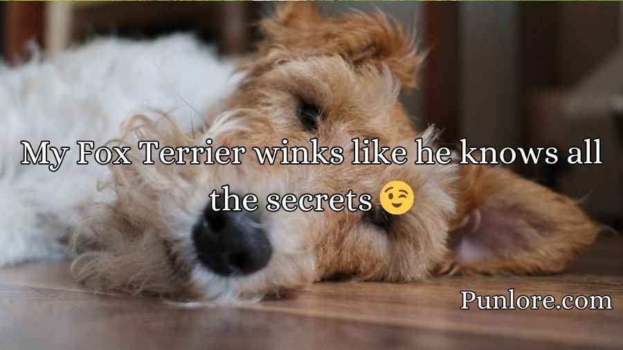 Fox Terrier Puns
