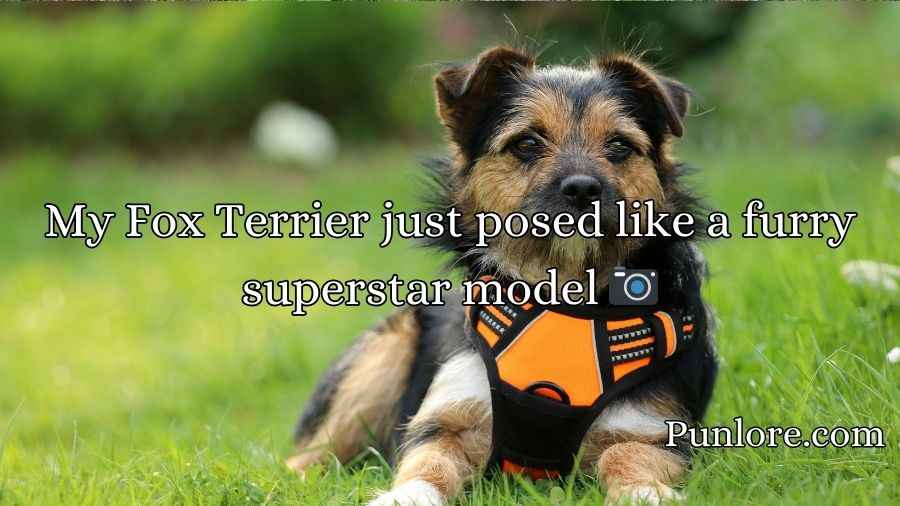 Fox Terrier Puns