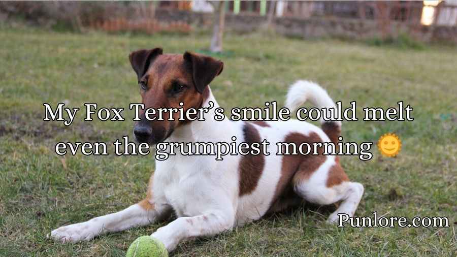 Fox Terrier Puns