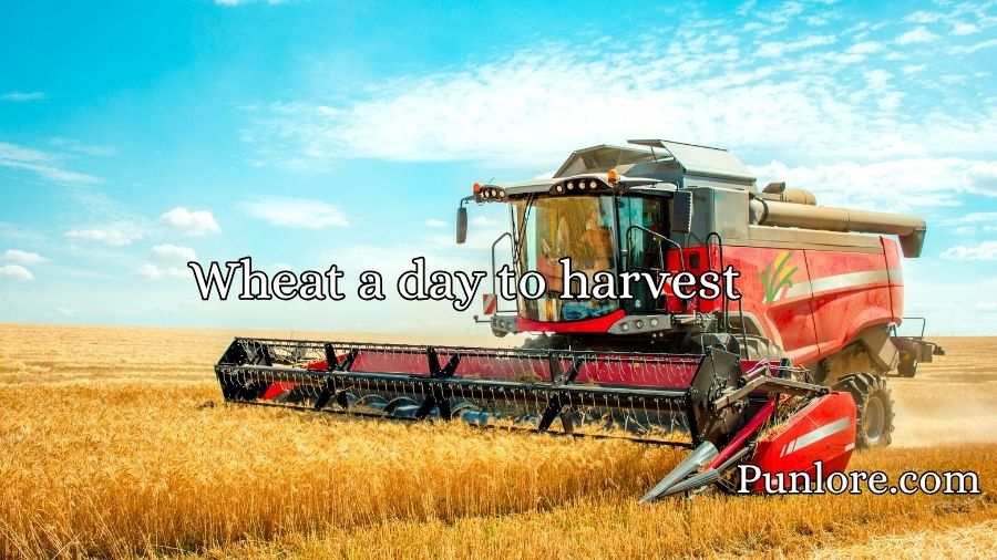 Harvest Puns