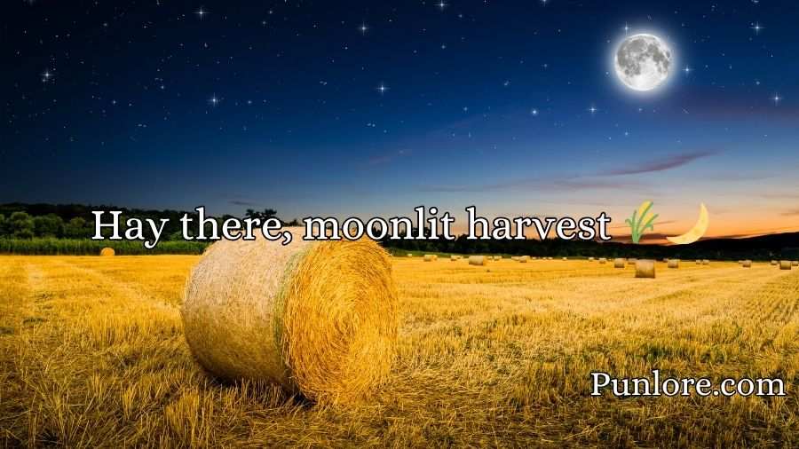 Harvest Puns