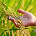 Harvest Puns