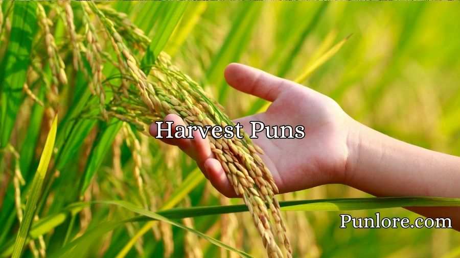 Harvest Puns