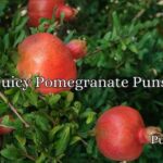 Juicy Pomegranate Puns