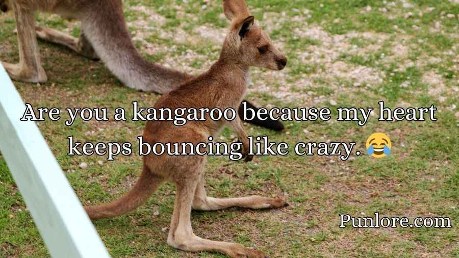Kangaroo Pick Up Lines