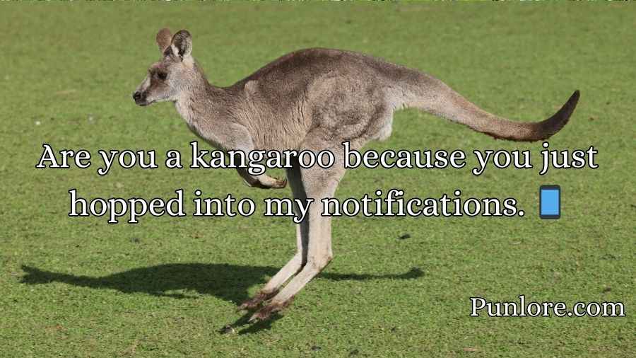 Kangaroo Pick Up Lines