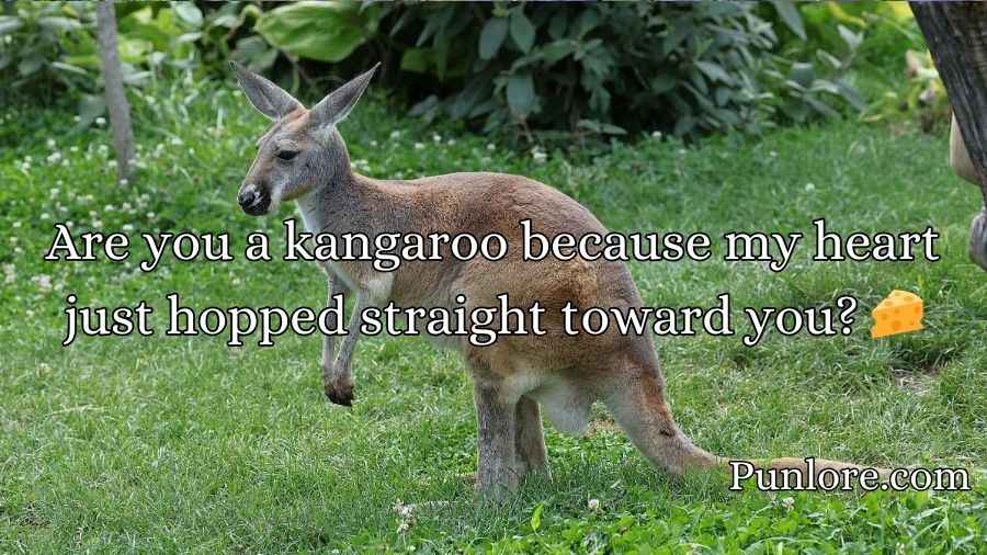 Kangaroo Pick Up Lines