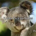 Koala Pickup Lines