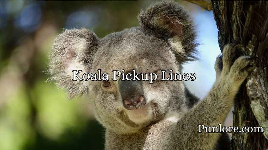 Koala Pickup Lines