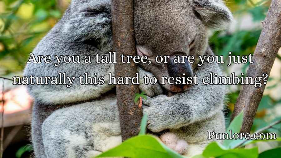 Koala Pickup Lines