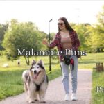 Malamute Puns
