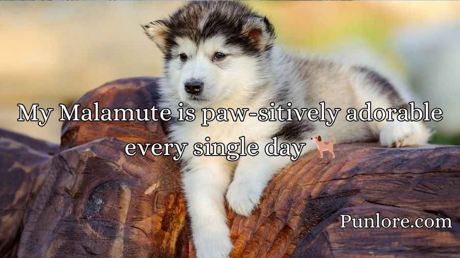 Malamute Puns
