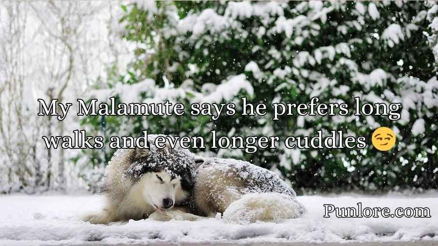 Malamute Puns