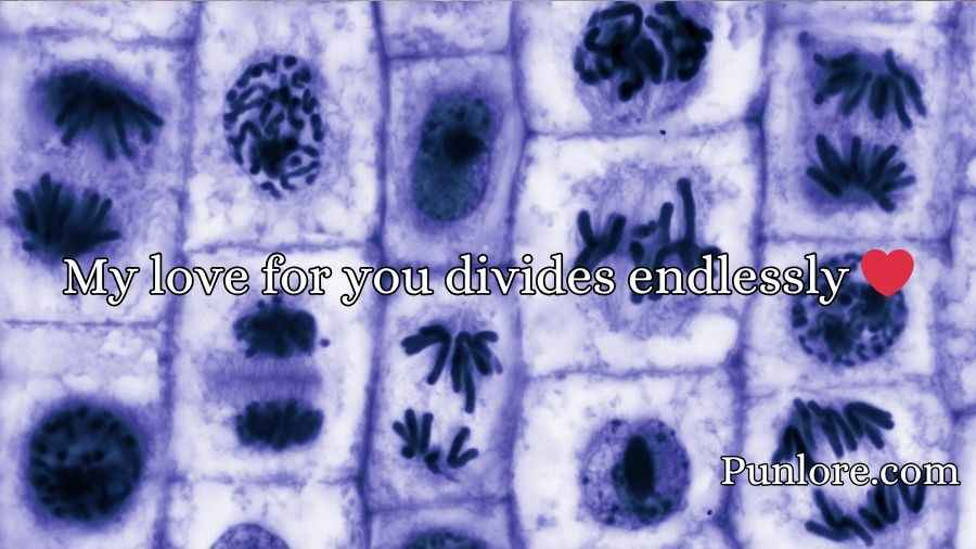 Mitosis Pick Up Lines
