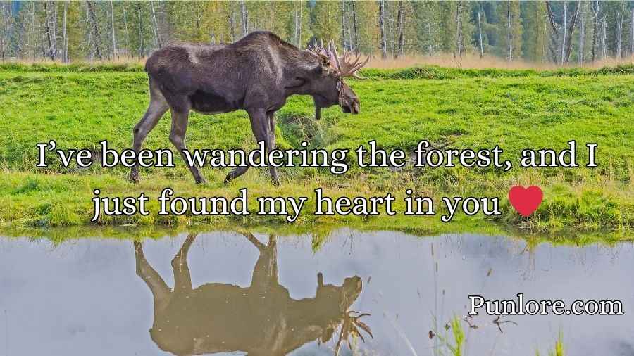 Moose Pickup Lines