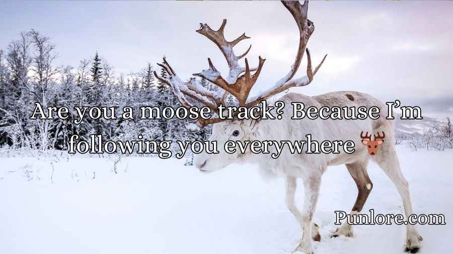 Moose Pickup Lines