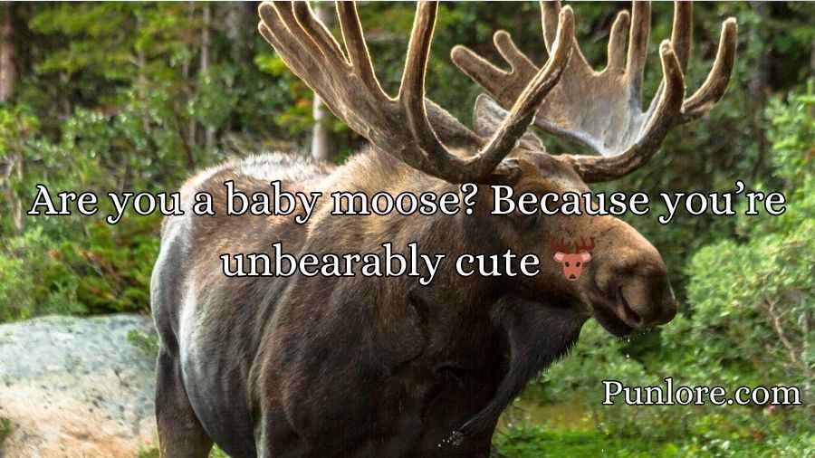 Moose Pickup Lines