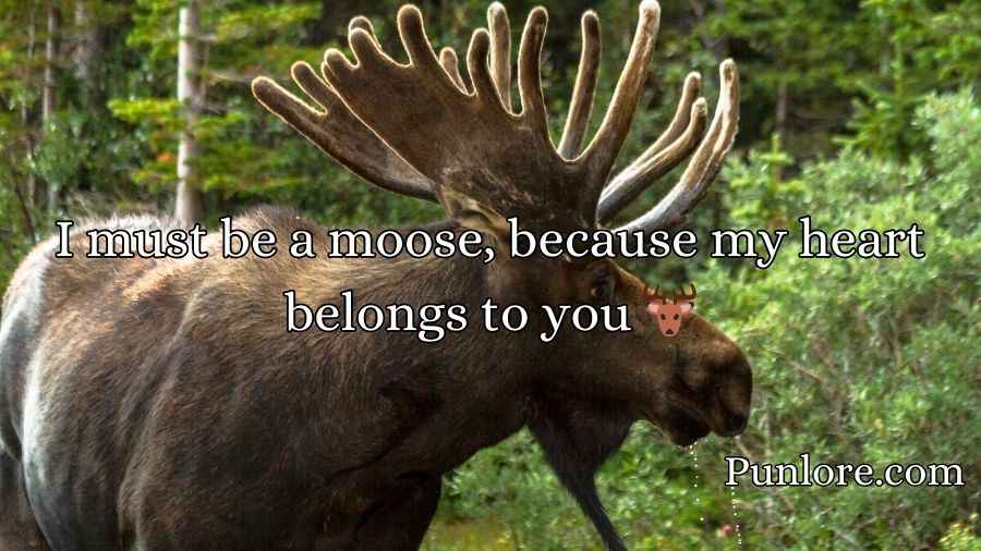 Moose Pickup Lines