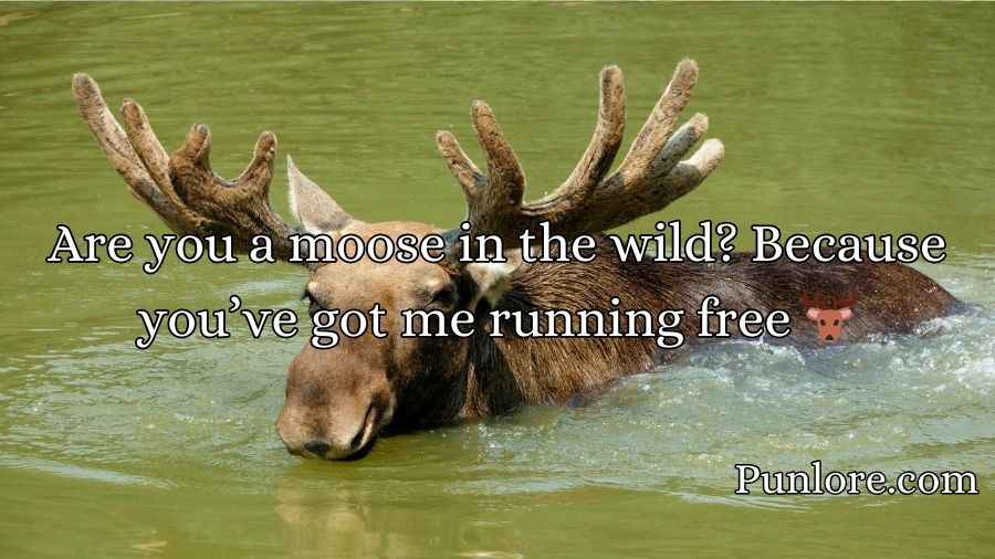 Moose Pickup Lines
