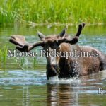 Moose Pickup Lines