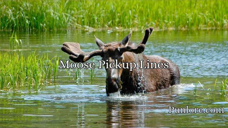 Moose Pickup Lines
