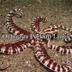 Octopus Pickup Lines