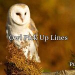 Best Owl Pick Up Lines