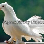 Pigeon Pickup Lines