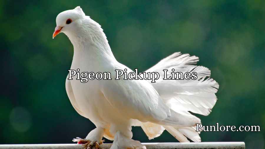 Pigeon Pickup Lines
