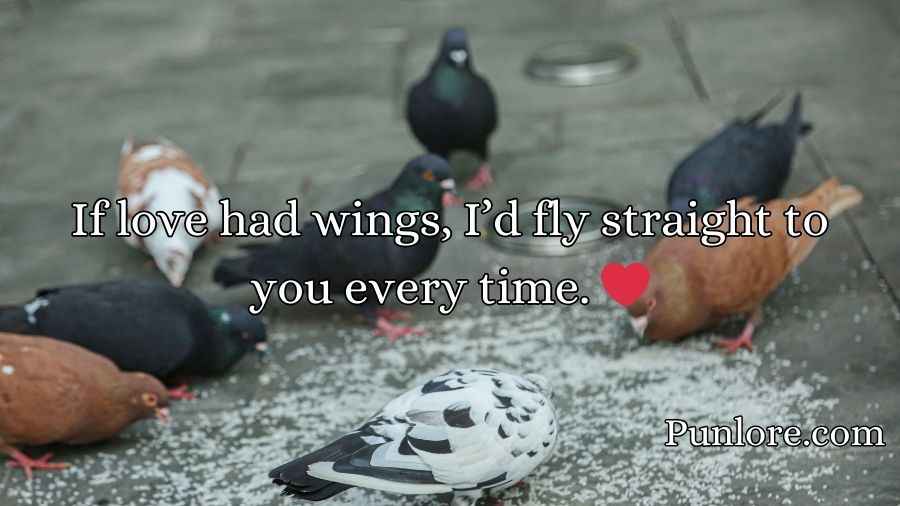 Pigeon Pickup Lines