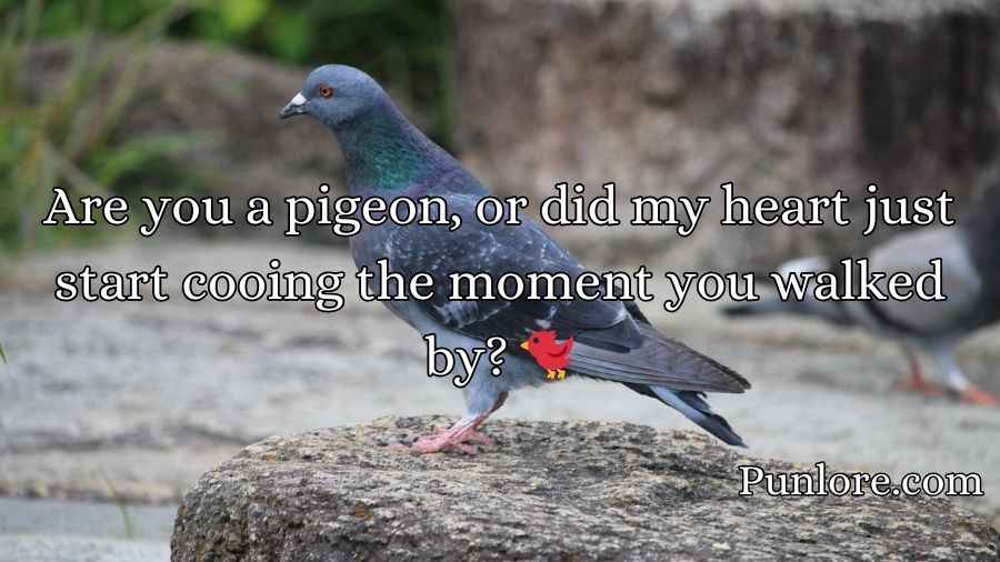 Pigeon Pickup Lines