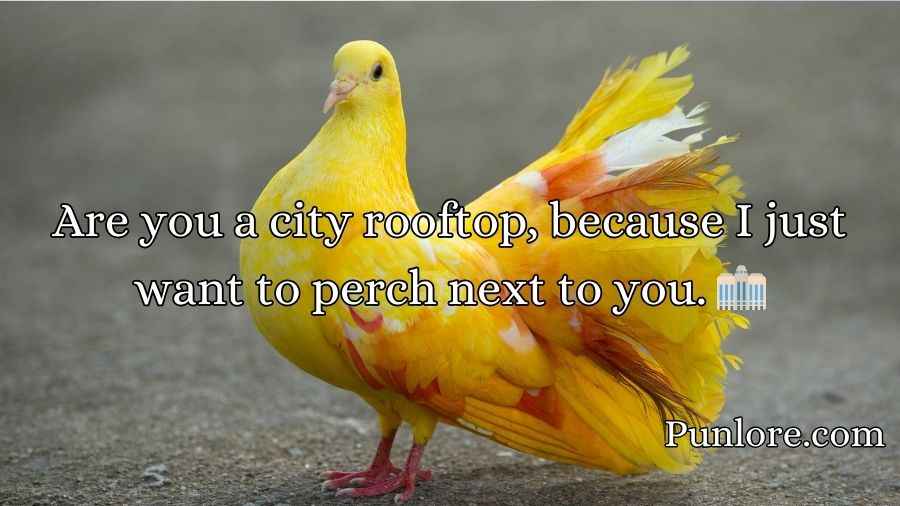 Pigeon Pickup Lines