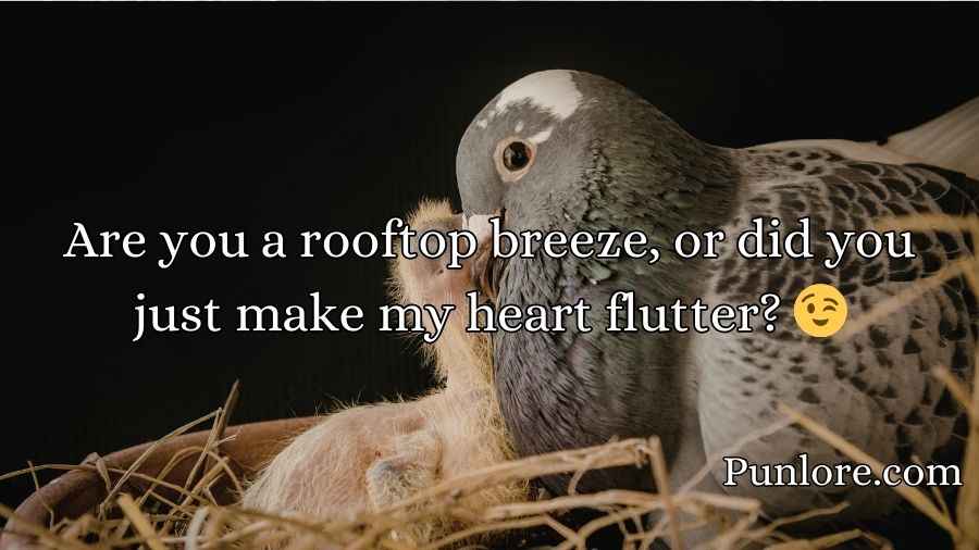 Pigeon Pickup Lines