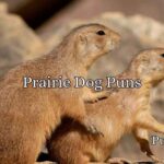 Prairie Dog Puns
