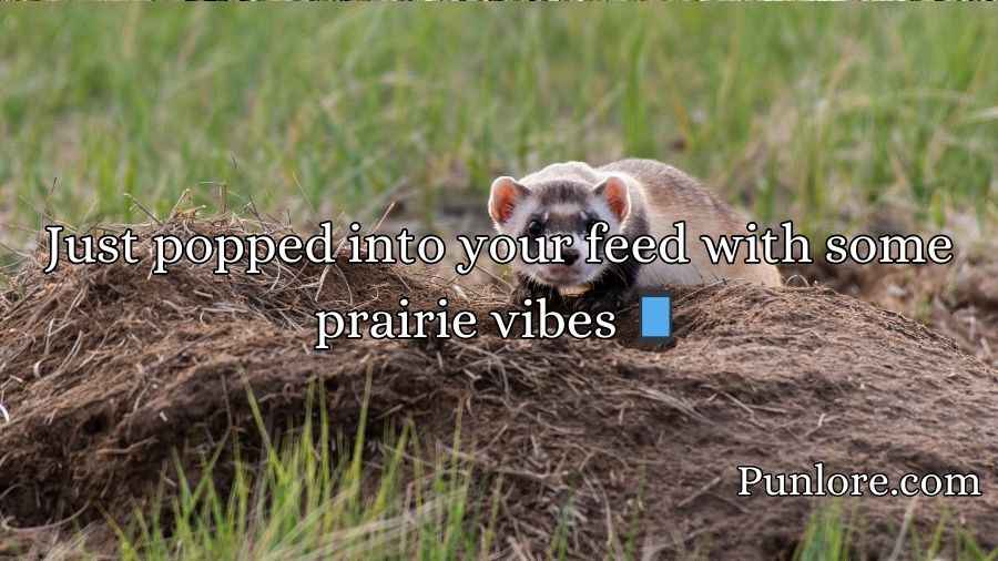 Prairie Dog Puns