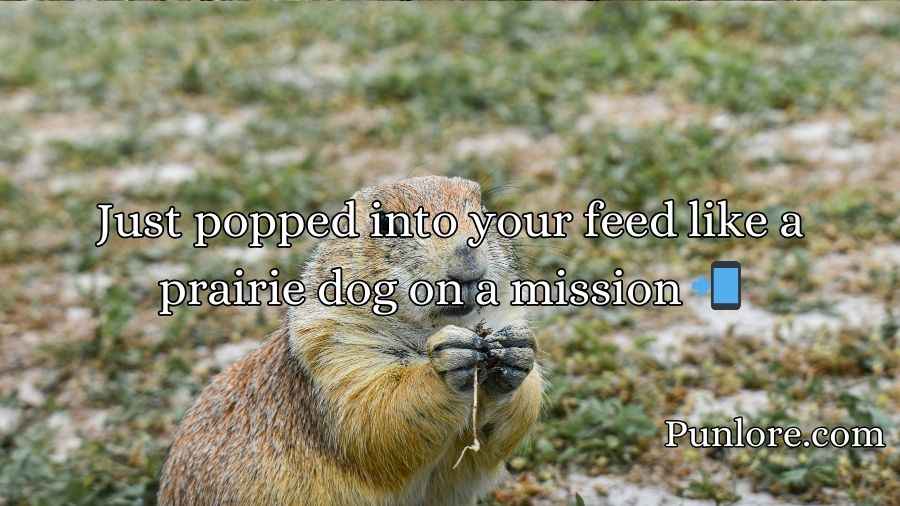 Prairie Dog Puns