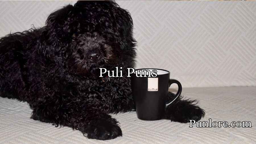 Puli Puns