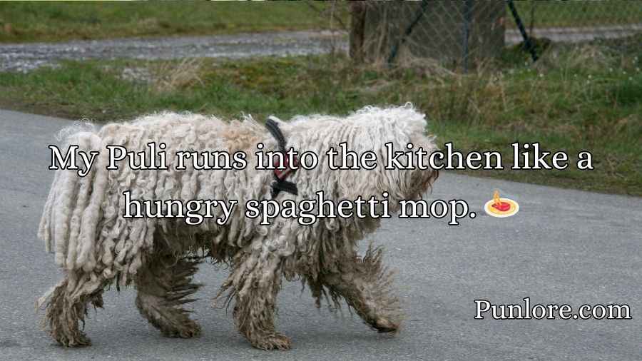 Puli Puns