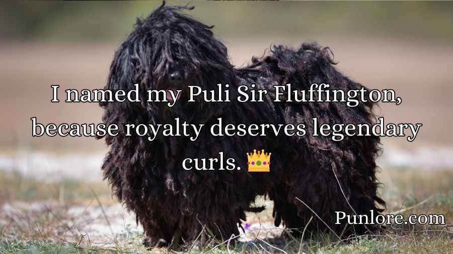 Puli Puns