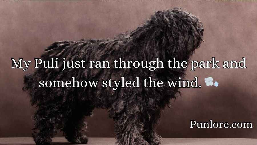 Puli Puns