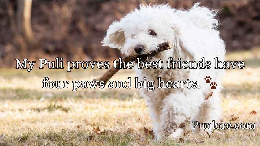 Puli Puns