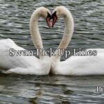  Swan Pick Up Lines