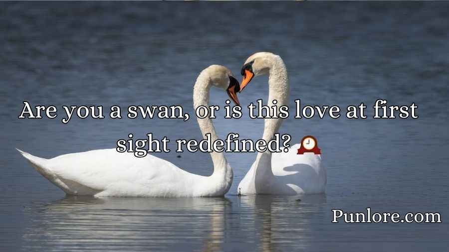 Swan Pick Up Lines