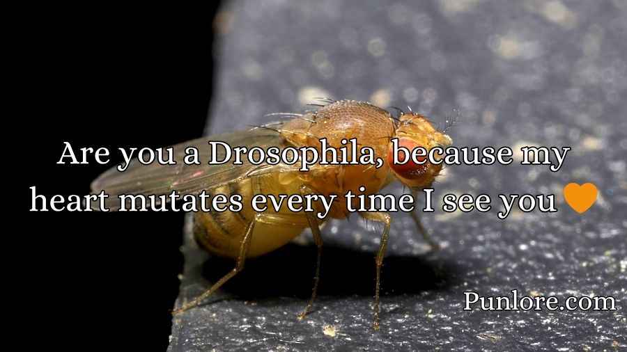Drosophila Pick Up Lines